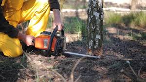 Best Lawn Disease Treatment  in Monmouth Junction, NJ