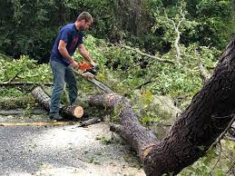 How Our Tree Care Process Works  in  Monmouth Junction, NJ