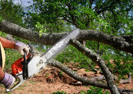 Best Commercial Tree Services  in Monmouth Junction, NJ
