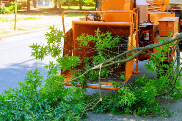 Best Tree Disease Treatment  in Monmouth Junction, NJ
