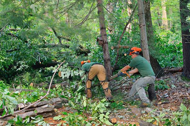 Best Leaf Removal  in Monmouth Junction, NJ