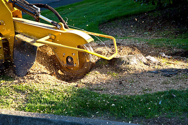 Best Tree Removal  in Monmouth Junction, NJ