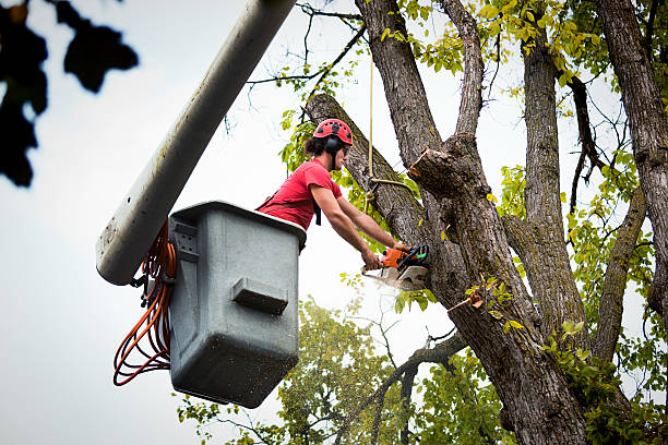 Monmouth Junction, NJ Tree Services Company