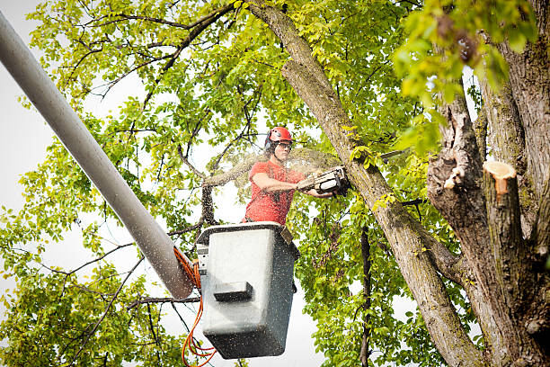 Best Tree Preservation Services  in Monmouth Junction, NJ
