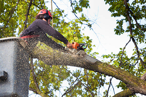Best Tree Preservation Services  in Monmouth Junction, NJ