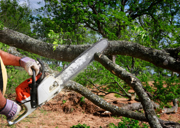Best Fruit Tree Pruning  in Monmouth Junction, NJ